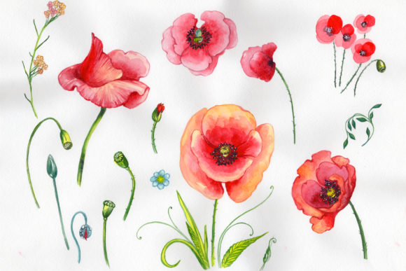 Download Field Red Poppies Watercolor Set - Poppies Collection