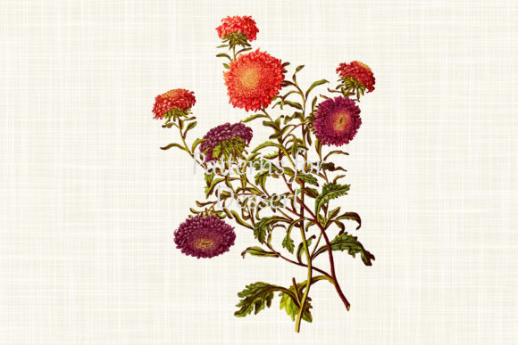Download Pink &amp; Purple Aster Flower Clip Art - Clip art Collection