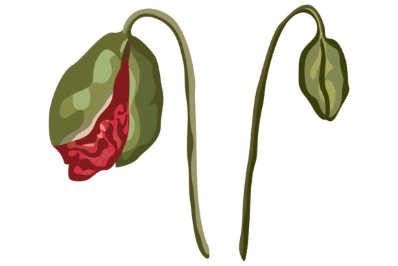 Download 5.Red Poppies That Are About to Bloom - Poppies Collection